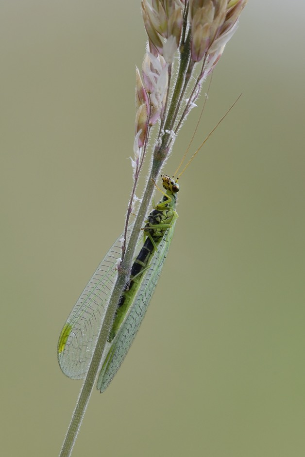 Crisopa da ID